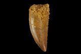 Serrated, Raptor Tooth - Real Dinosaur Tooth #115950-1
